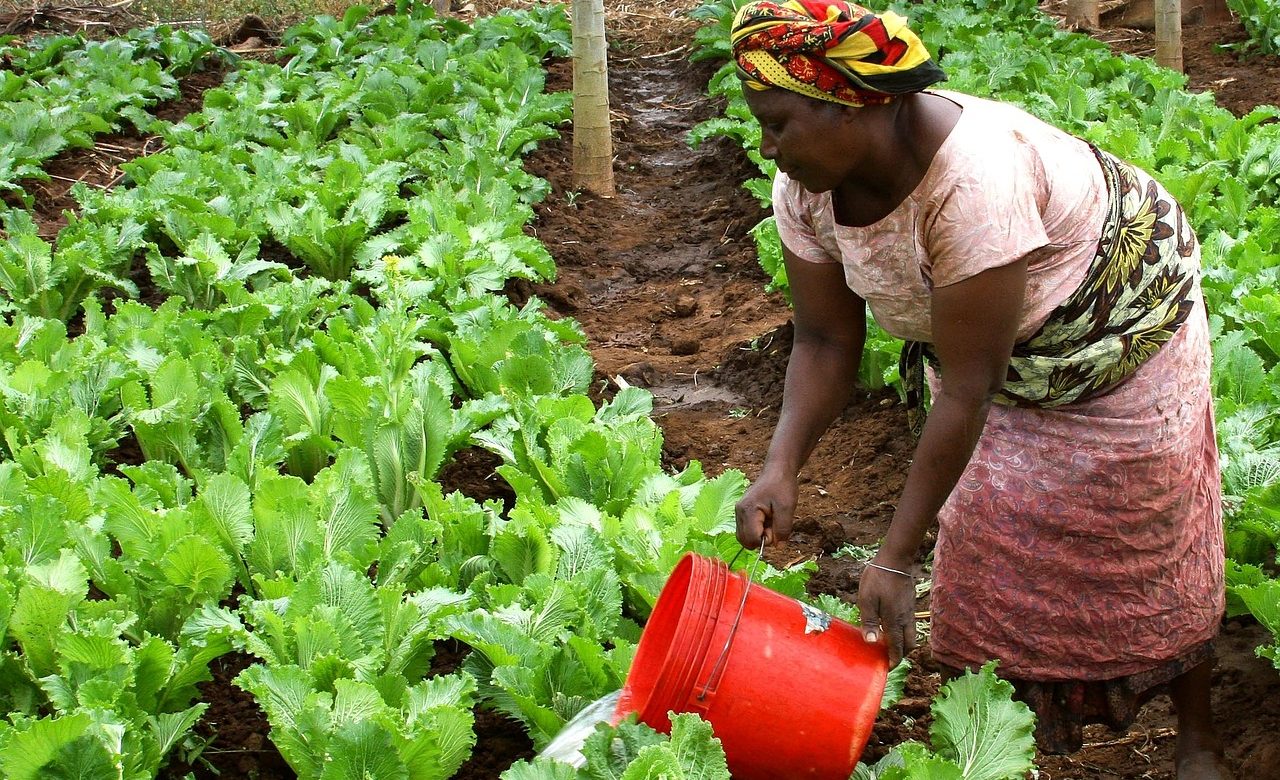 Israël accueille un Sommet agricole sur l’Afrique