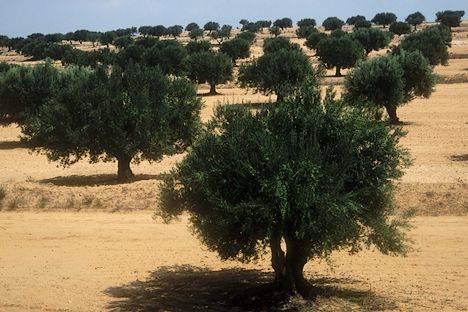 Le secteur agricole Tunisien table sur 10% de croissance en 2018