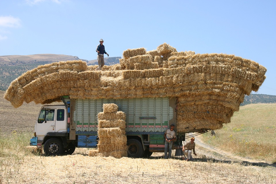 Une récolte céréaliere record pour le Maroc