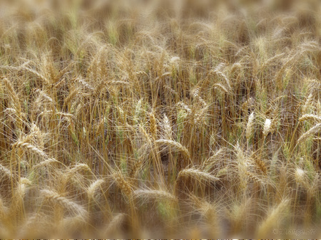 Un vaste projet agricole dynamise le nord-ouest de l’Algérie