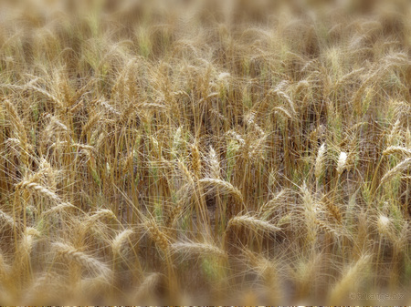 Un vaste projet agricole dynamise le nord-ouest de l’Algérie