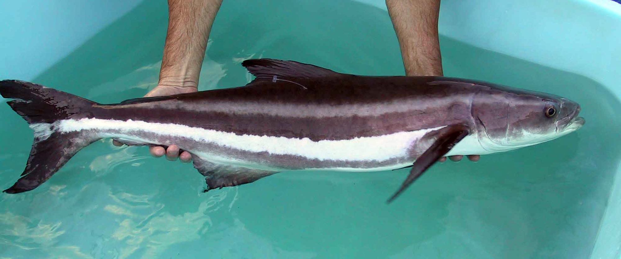 L'Algérie souhaite promouvoir les secteurs de la pêche et de l ...