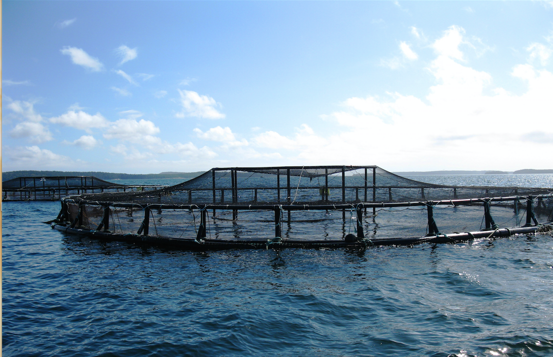 Des experts français au service du développement de l’aquaculture en Algérie