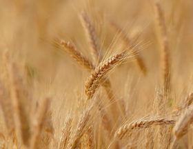 Egypte : Les réserves stratégiques de blé sont évaluées à 3,5 mois