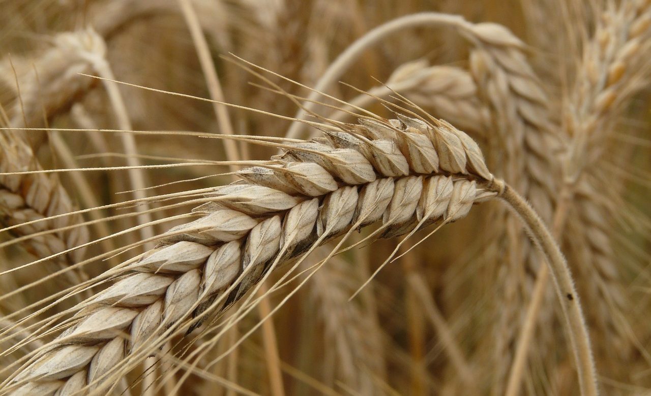 Algérie : La France en passe de perdre le marché du blé ?