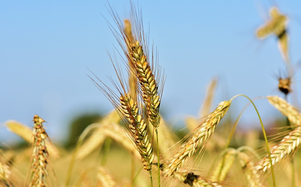 L'Algérie (re)devient le premier importateur de blé européen !