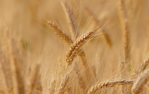 Egypte : Les réserves stratégiques de blé sont évaluées à 3,5 mois