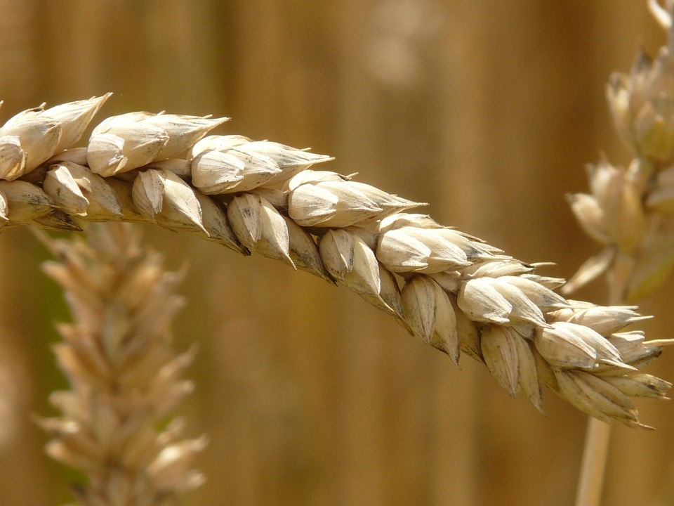 Tunisie : Le secteur agricole sauve l’économie tunisienne.