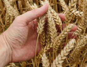L’Afrique du Nord devrait devenir le premier importateur de blé au monde