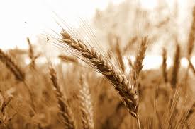 Comment l’Egypte peut-elle palier au manque de blé ?