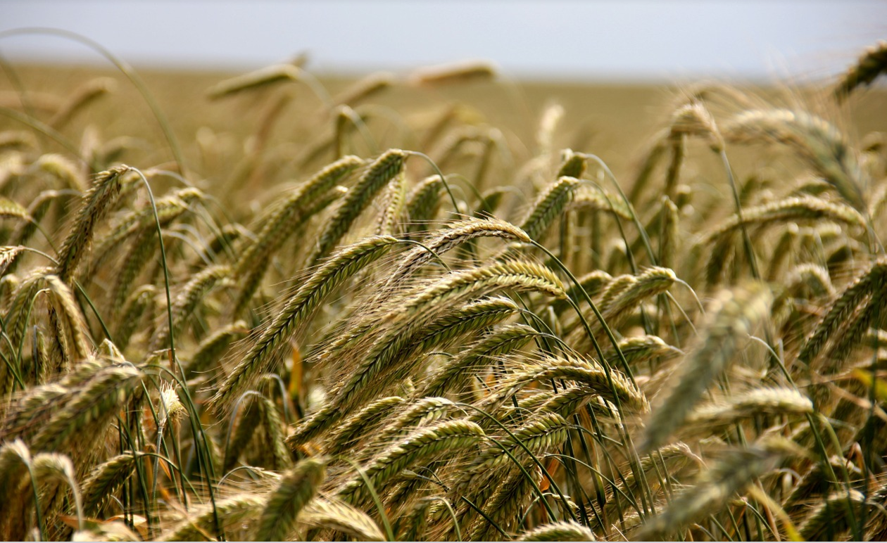 Algérie : 350 000 hectares de terres agricoles octroyés aux investisseurs en 2 ans 1