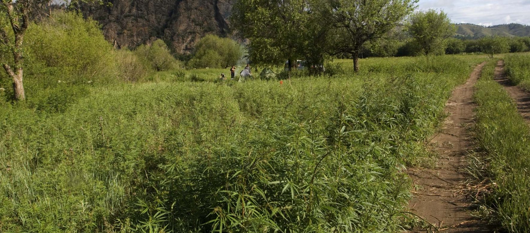 Israël : La terre promise du cannabis