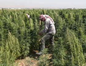 Le Liban envisage la légalisation du cannabis