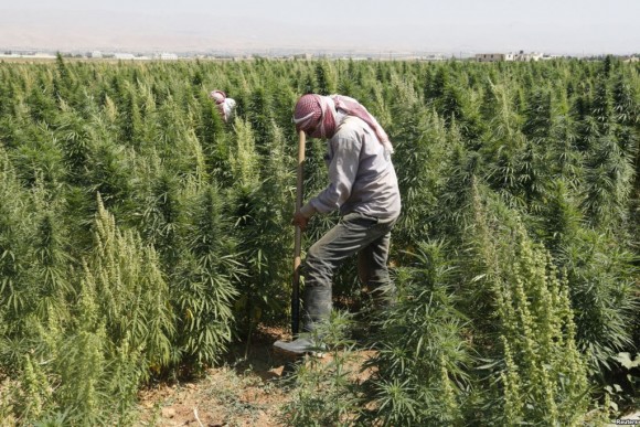 Le Liban envisage la légalisation du cannabis
