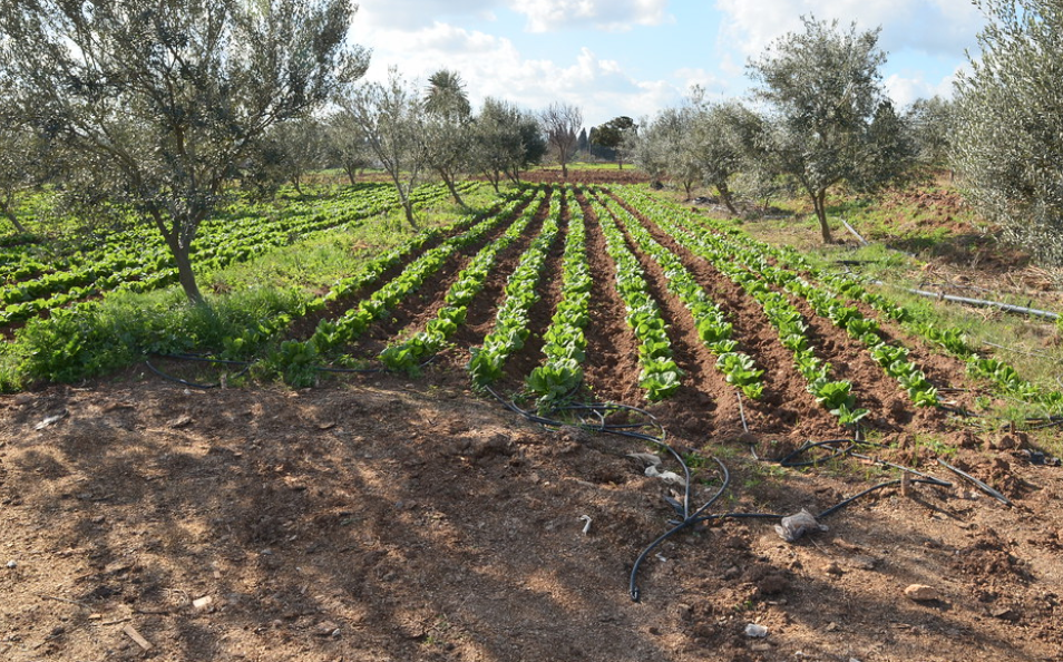 La Tunisie veut soutenir son secteur agricole en tant que priorité dans le cadre de son plan de relance économique 