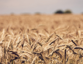 L’Egypte veut revoir ses modalités d’importation de blé pour augmenter ses réserves stratégiques 