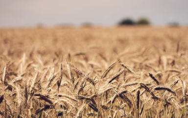L’Egypte veut revoir ses modalités d’importation de blé pour augmenter ses réserves stratégiques 