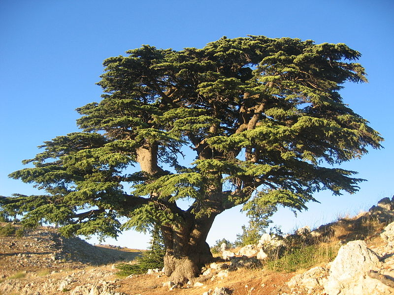 Climate change threatens Lebanon’s cedar trees 2