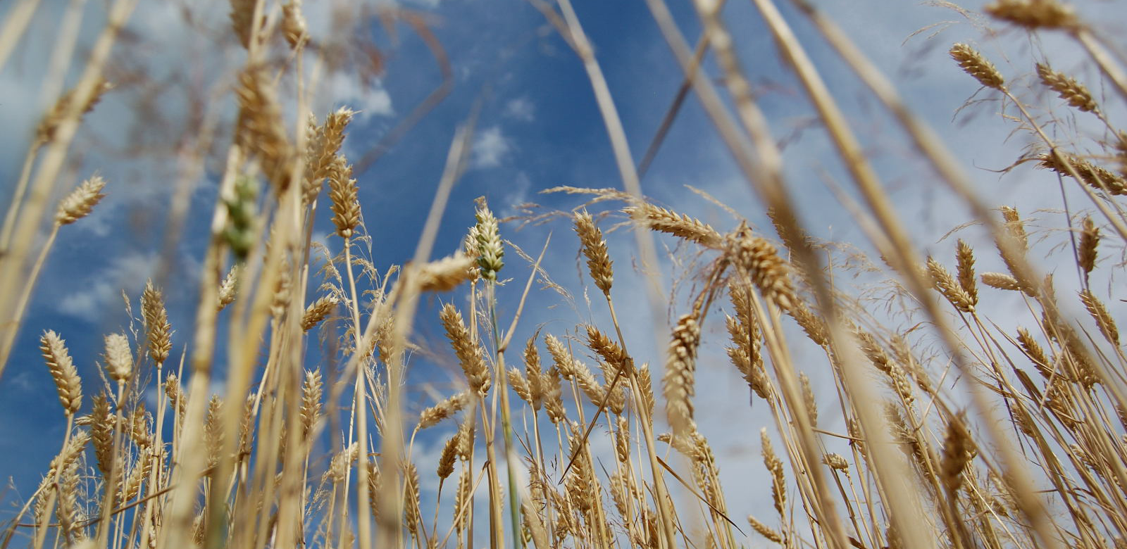 L'Algérie enregistre une production de céréales de 3,5 millions de tonnes en 2017