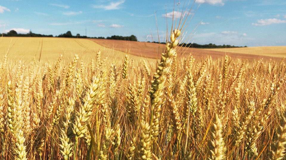 Le Maroc et l’Algérie importent de façon importante le blé français