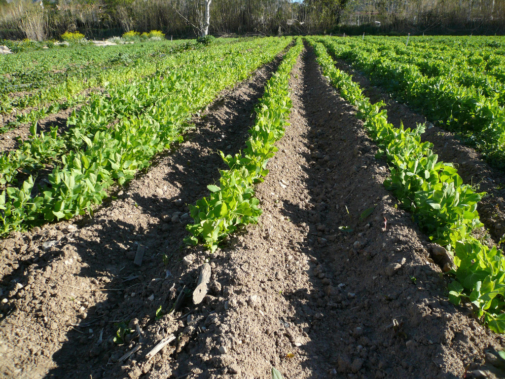 En Algérie, les communes agricoles ont des difficultés financières !