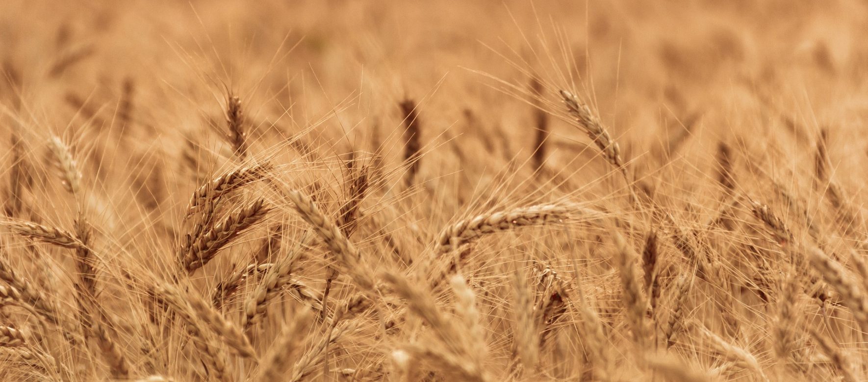 Pourquoi l’Egypte continue d’importer massivement du blé