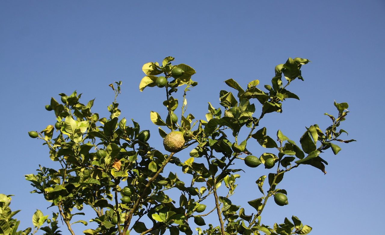 Au Maroc, Xylella fastidiosa menace de ravager les arbres fruitiers