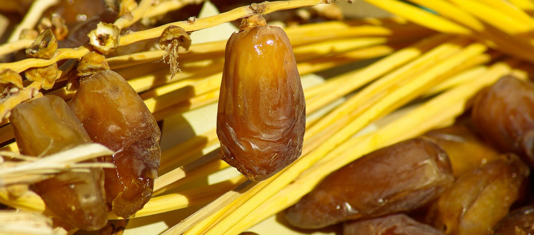 En Tunisie, la récolte des dattes va battre des records !