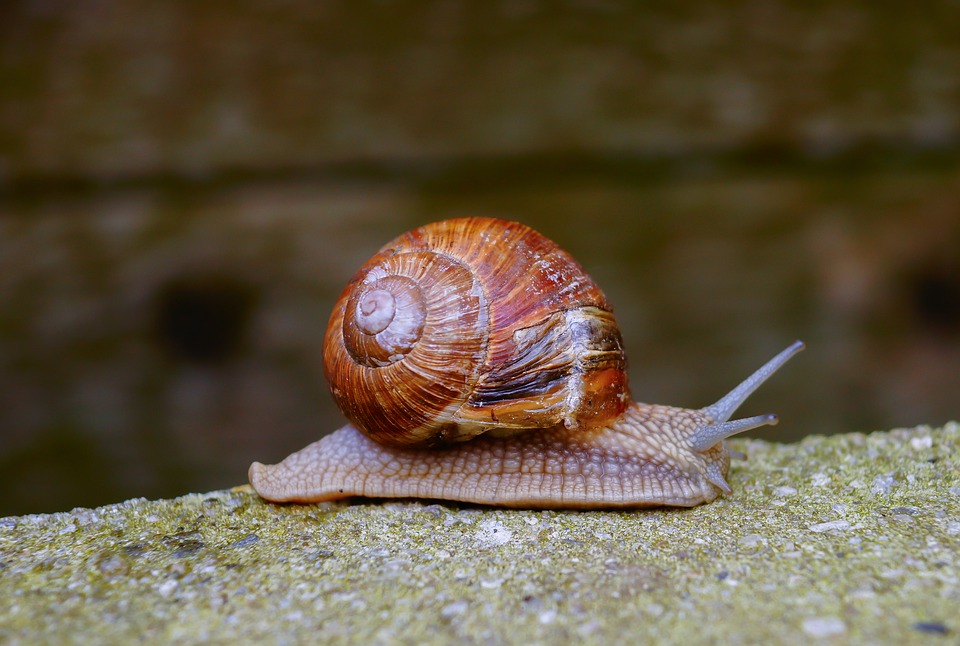 Tunisie : L'escargot, un marché à promouvoir.