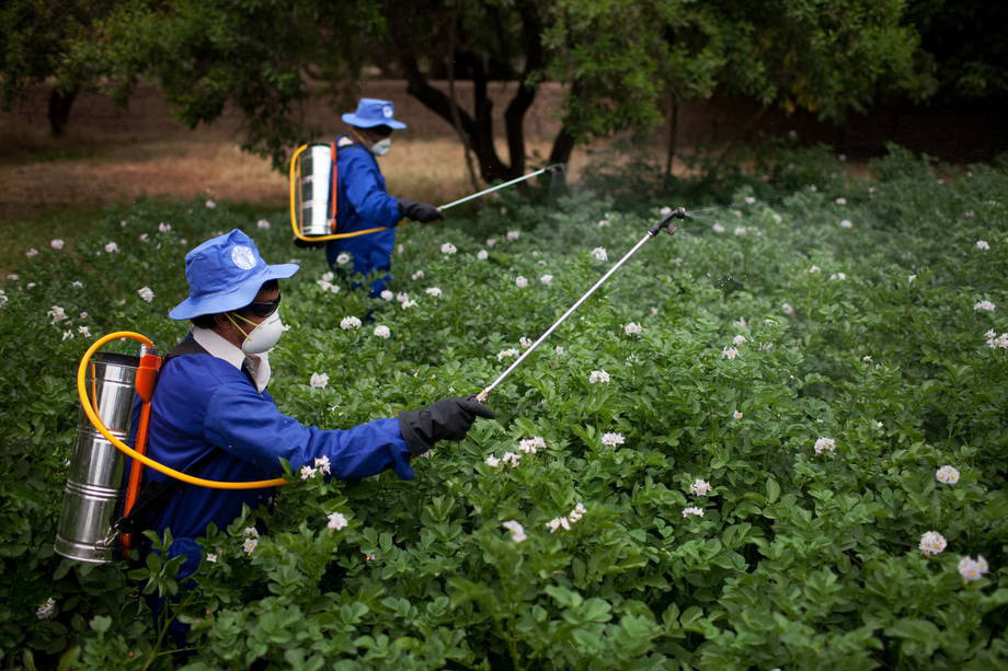 Agriculture : la Tunisie et la FAO luttent ensemble contre les maladies phytosanitaires