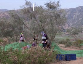 Maroc : 99% des femmes n’ont pas accès à la propriété agricole