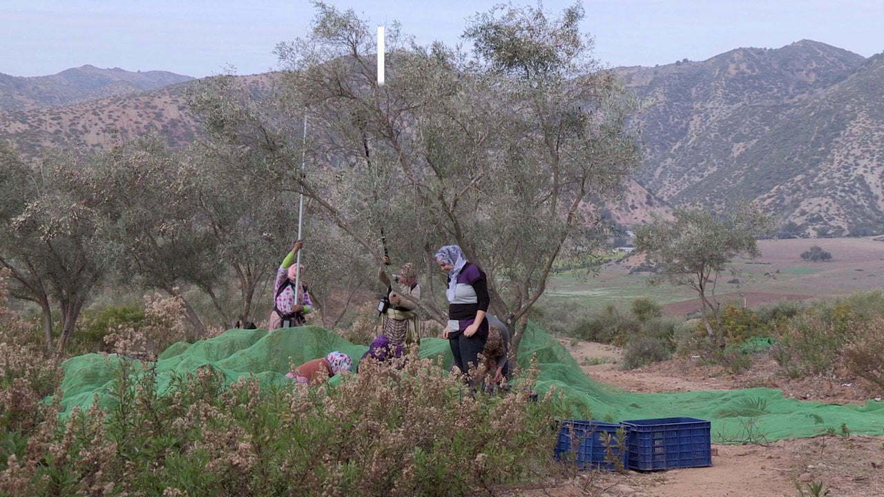 Maroc : 99% des femmes n’ont pas accès à la propriété agricole