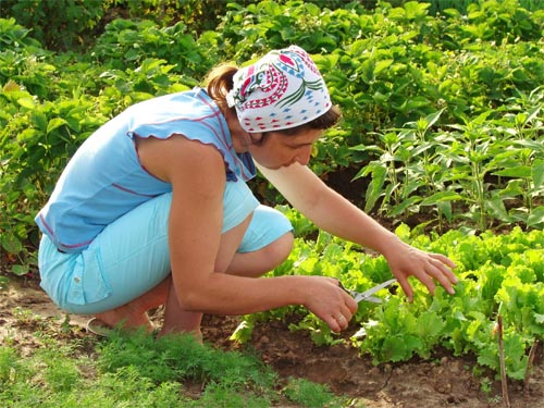 Palestine : diminution de la production agricole