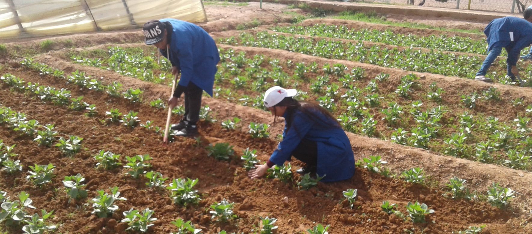 Maroc : L’agriculture attire les investissements étrangers comme Development Partners International