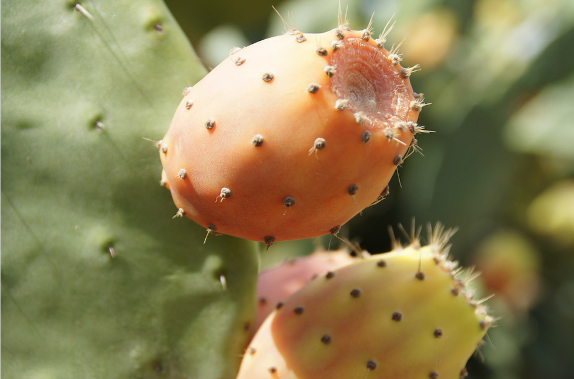 Un parasite s’attaque aux plantations de figues de barbarie au Maroc