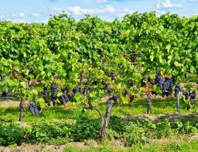 Les frères Saadé vignerons envers et contre tout au Liban