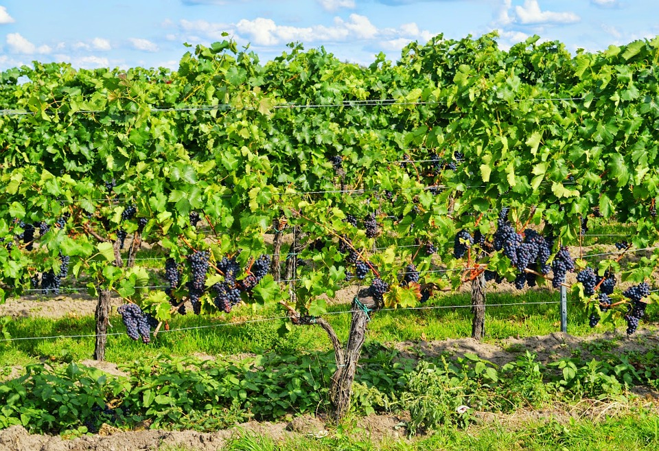 Les frères Saadé vignerons envers et contre tout au Liban