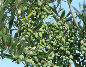 La Tunisie veut doubler ses exportations d’huile d’olive vers l’Europe soit 100 000 tonnes