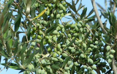 La Tunisie veut doubler ses exportations d’huile d’olive vers l’Europe soit 100 000 tonnes