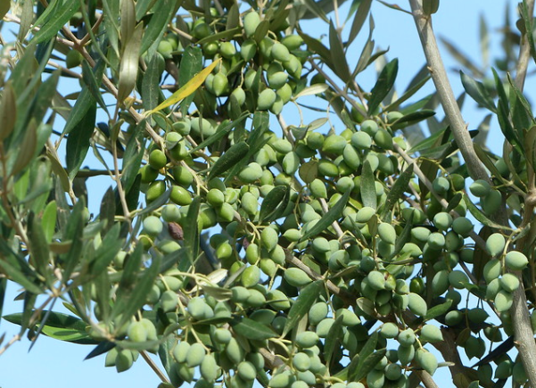 La Tunisie veut doubler ses exportations d’huile d’olive vers l’Europe soit 100 000 tonnes