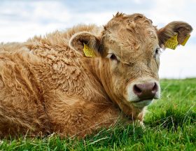 L’Algérie autorise les importations de bovins d’Irlande pour l’abattage