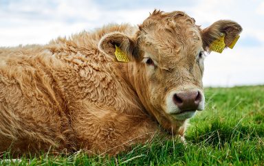 L’Algérie autorise les importations de bovins d’Irlande pour l’abattage