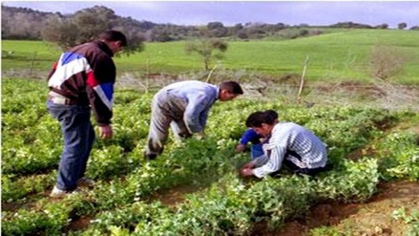 Algérie : Rapprocher les jeunes de l’agriculture