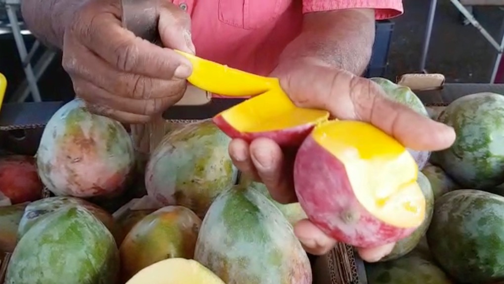 Les mangues d’Egypte débarquent sur les marchés de la Réunion et provoquent un tollé chez les producteurs péi
