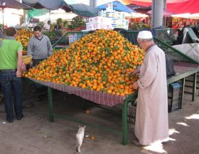 Egypt: 2021 has been a historic year for the agricultural sector, notably thanks to citrus fruits