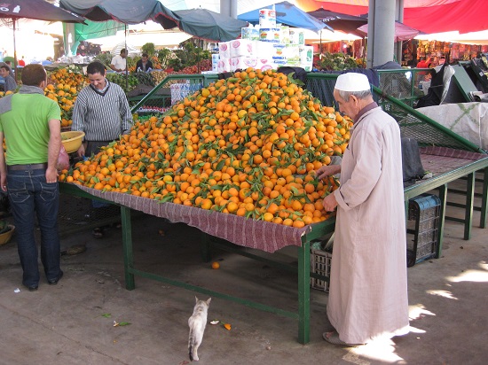 L’embargo américain sur les agrumes marocains est levé