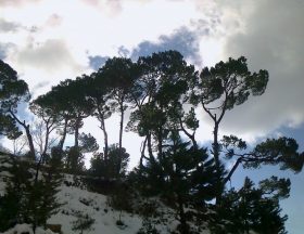 Le Liban lance un programme de reboisement de ses forêts