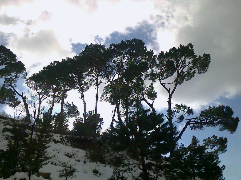 Le Liban lance un programme de reboisement de ses forêts