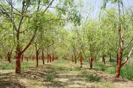 La production du moringa peine à se lancer en Tunisie