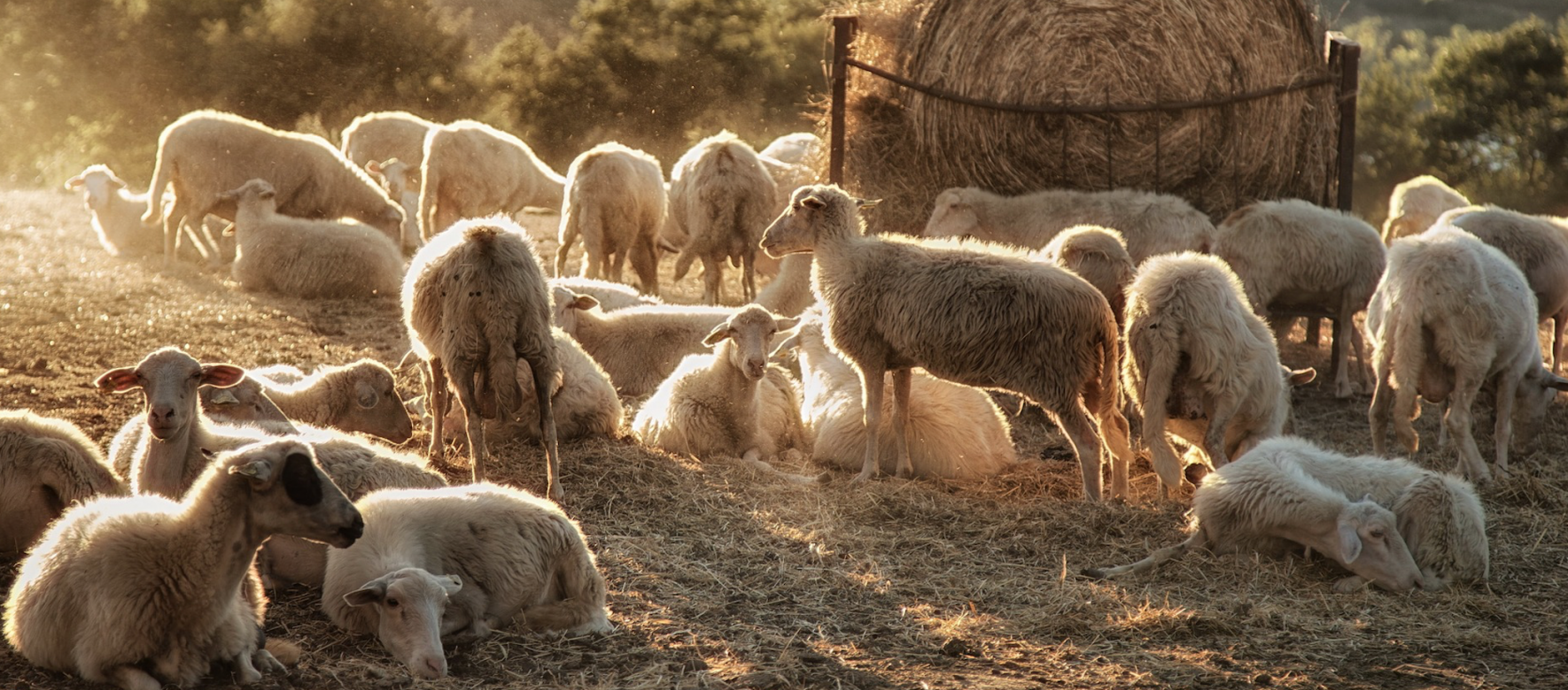 Algérie : A quel endroit faut-il acheter son mouton pour l'Aid El Adha ?